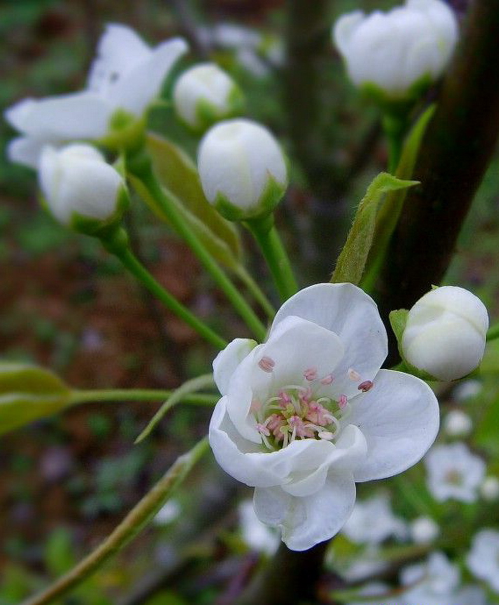 二十四番花信风之⑥ 春分花信风