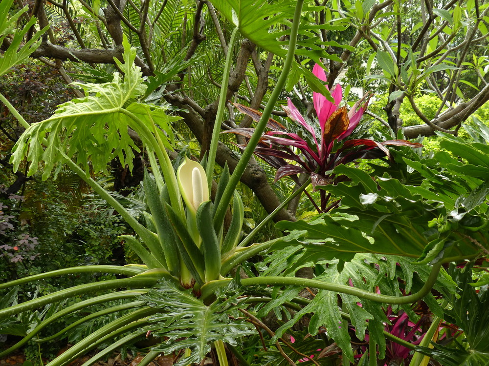 盆栽丨龟背竹的养殖方法,不仅寓意超好,还是一台"空气净化器"