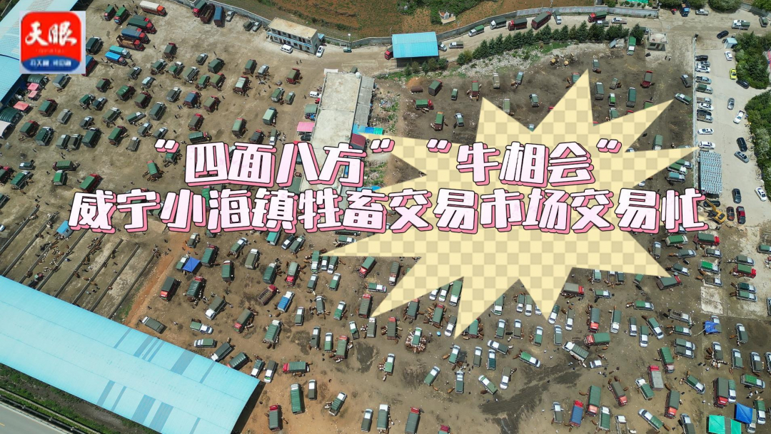 "四面八方""牛相会"威宁小海镇牲畜交易市场交易忙