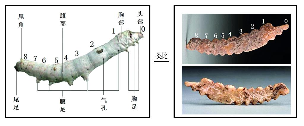 蚕的身体器官图片