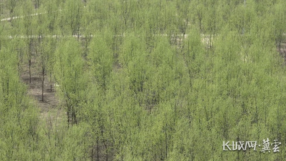 刻度上的雄安⑤丨长粗9厘米 一棵海棠见证秀木成林