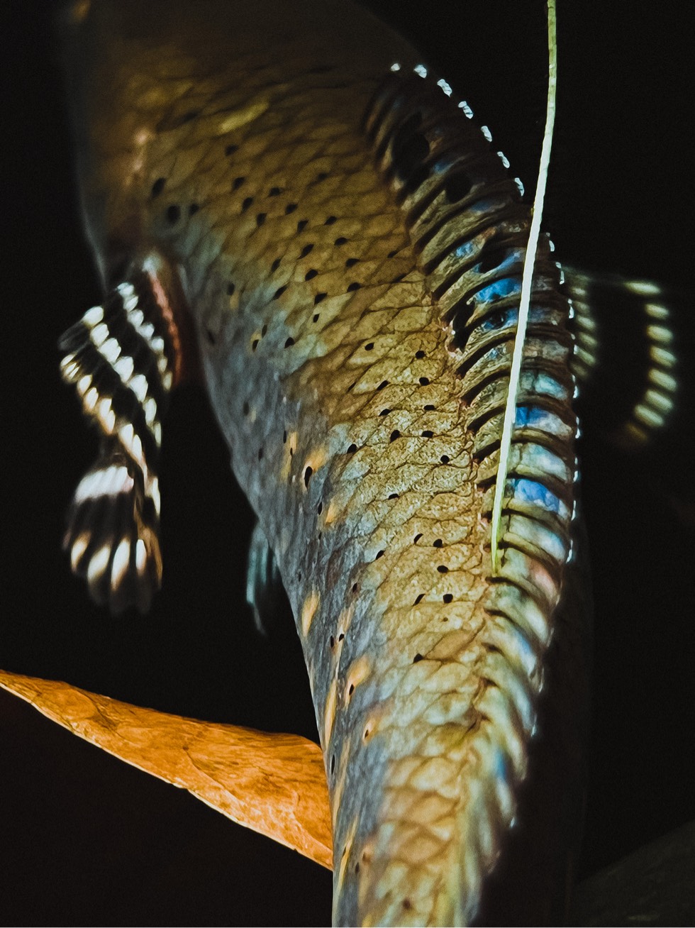 水中霸主"雷龙"鱼,中国人喜欢龙,这种霸气凛凛的鱼您能驾驭吗