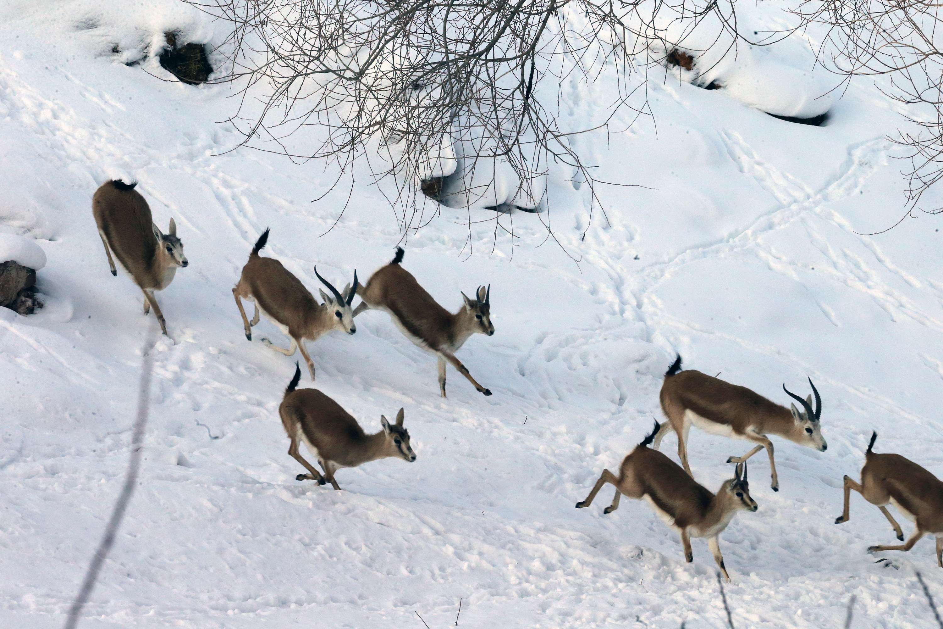 安卡拉:雪中的羚羊