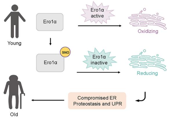 研究揭示內質網還原應激加速衰老