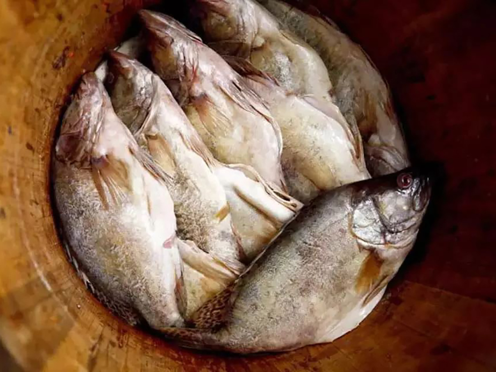 古时被誉为"天上龙肉",臭了也是一大美味,如今野生的很少了