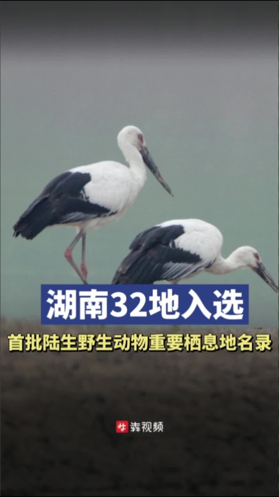 湖南野生动物名单
