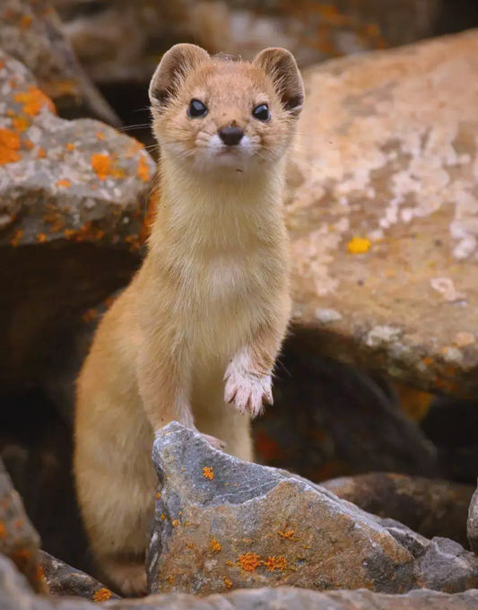 探索亚洲山区的珍稀鼬鼠