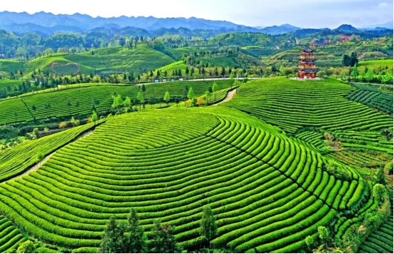 遵义茶叶，舌尖上的绿色盛宴