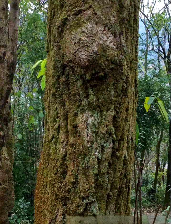 杜仲:古与今的神奇植物与健康功效