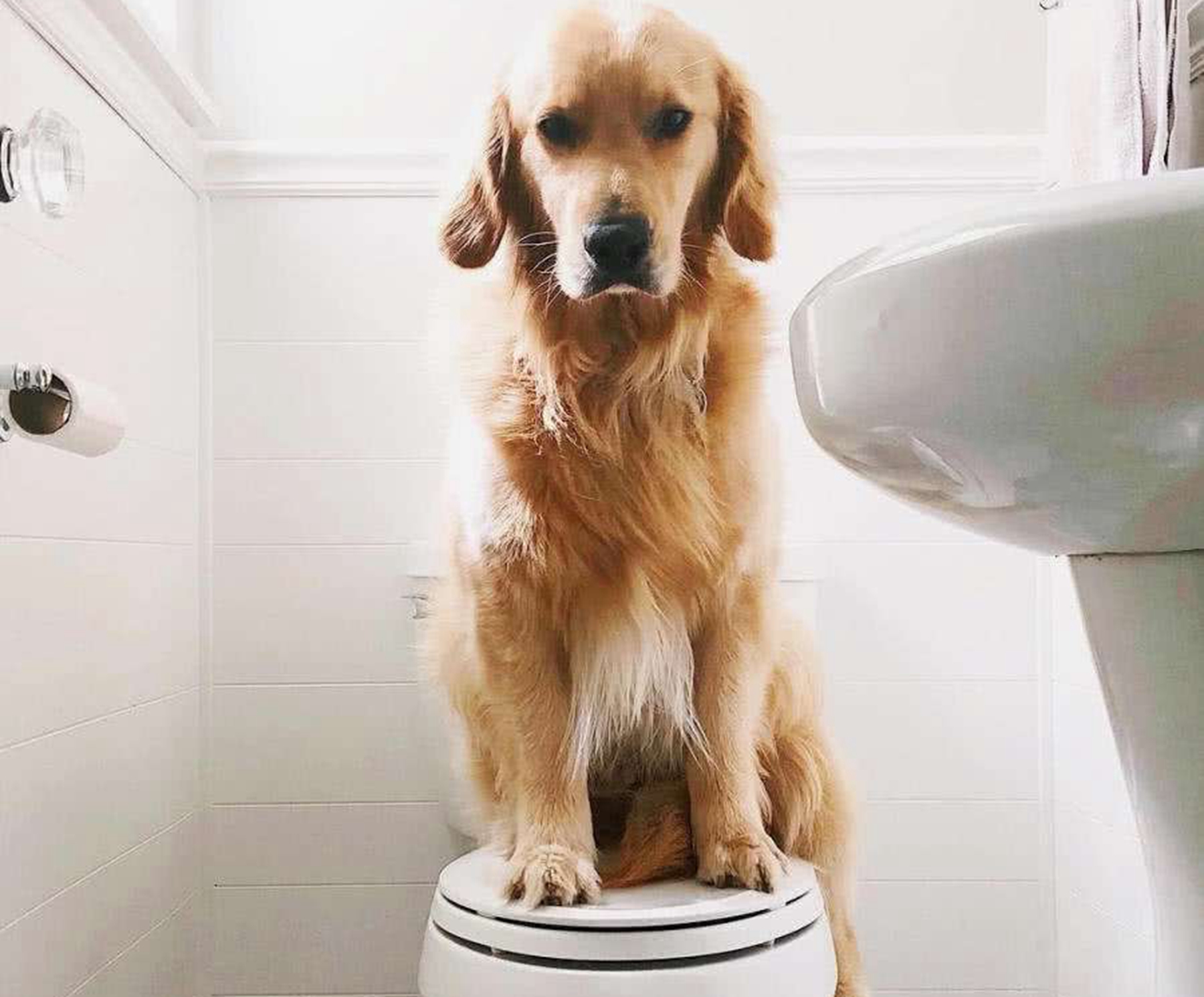 小狗尿垫尿一次就要换吗?怎么训练小狗上厕所?