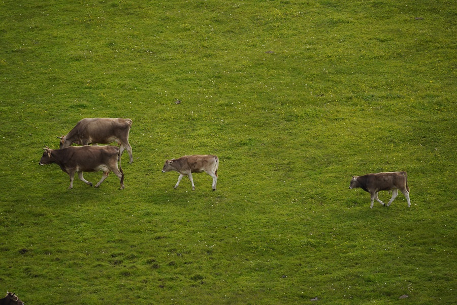 乳肉兼用的新疆褐牛,具有较高的经济价值和生态价值