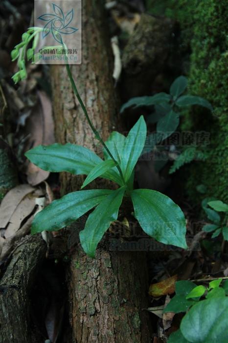 单肾草,见过吗?补肾清肺.主治肾虚腰痛,肺热咳嗽