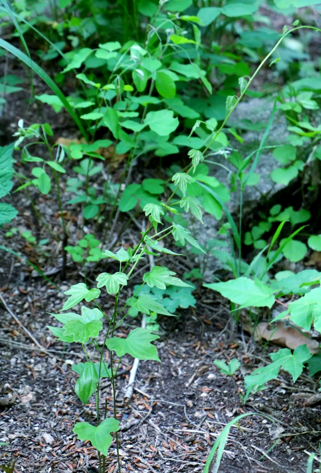 中药材穿山龙的详细介绍与多种功效