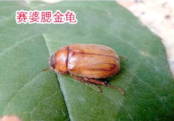 金龟子科昆虫的多样性与分布情况