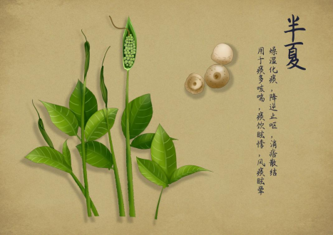 姜半夏,姜水半夏傻傻分不清?