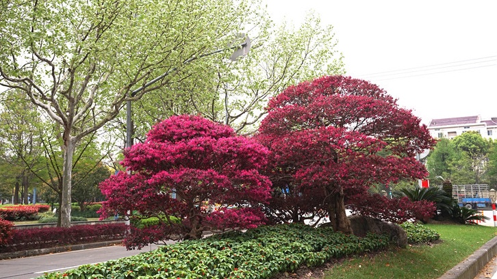 红花檵(jì)木惊艳绽放,来这里欣赏