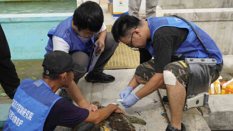 正为"龟坚强"注射芯片