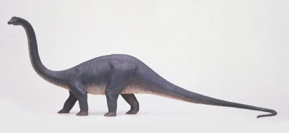 在电影中,我们经常见到一些脖子超长的巨大恐龙,它们可能是梁龙或马门