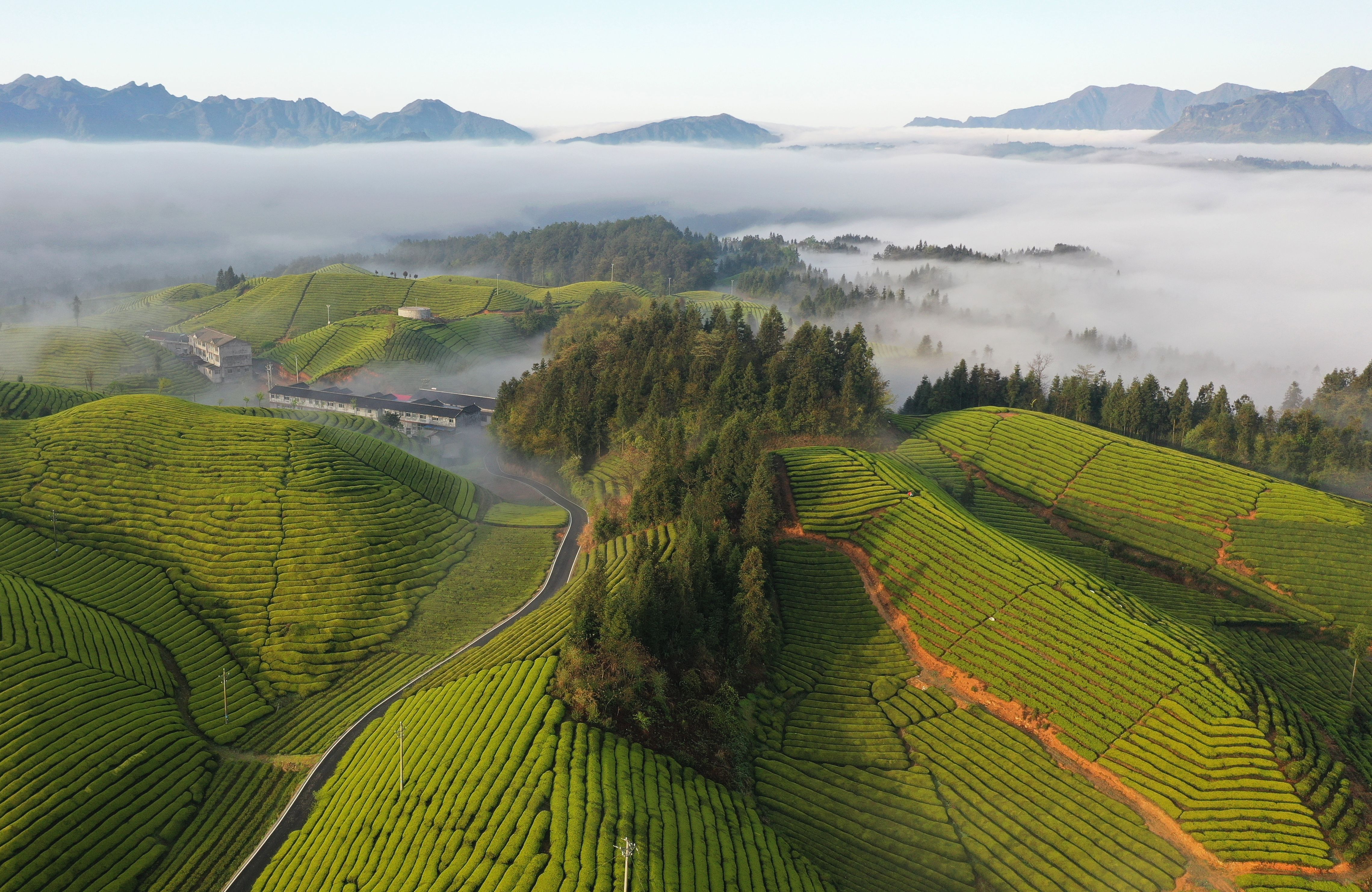 白雾似轻纱 茶山如碧海