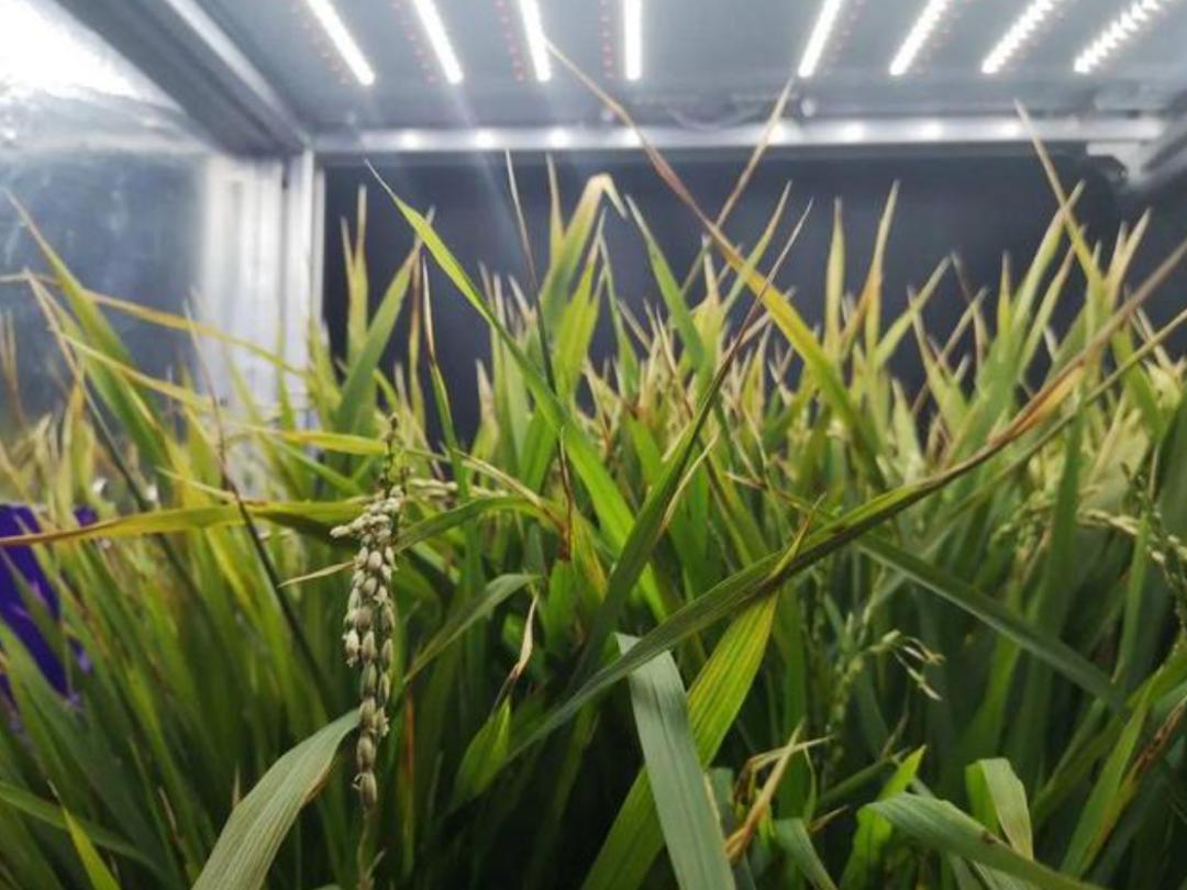给秧苗"吃小灶":植物工厂水稻育种加速器