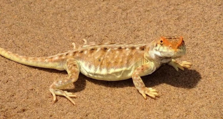 沙漠里有什么动物