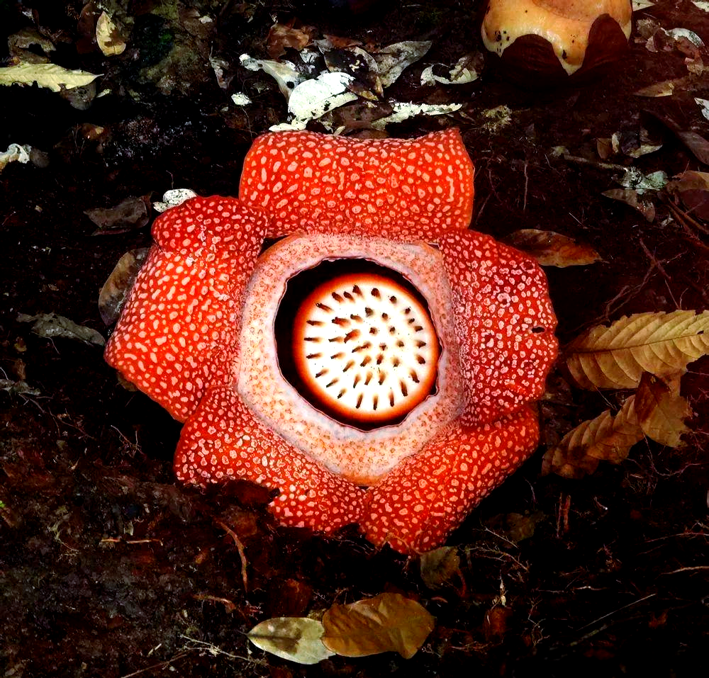 食人花:探秘神秘的植物世界