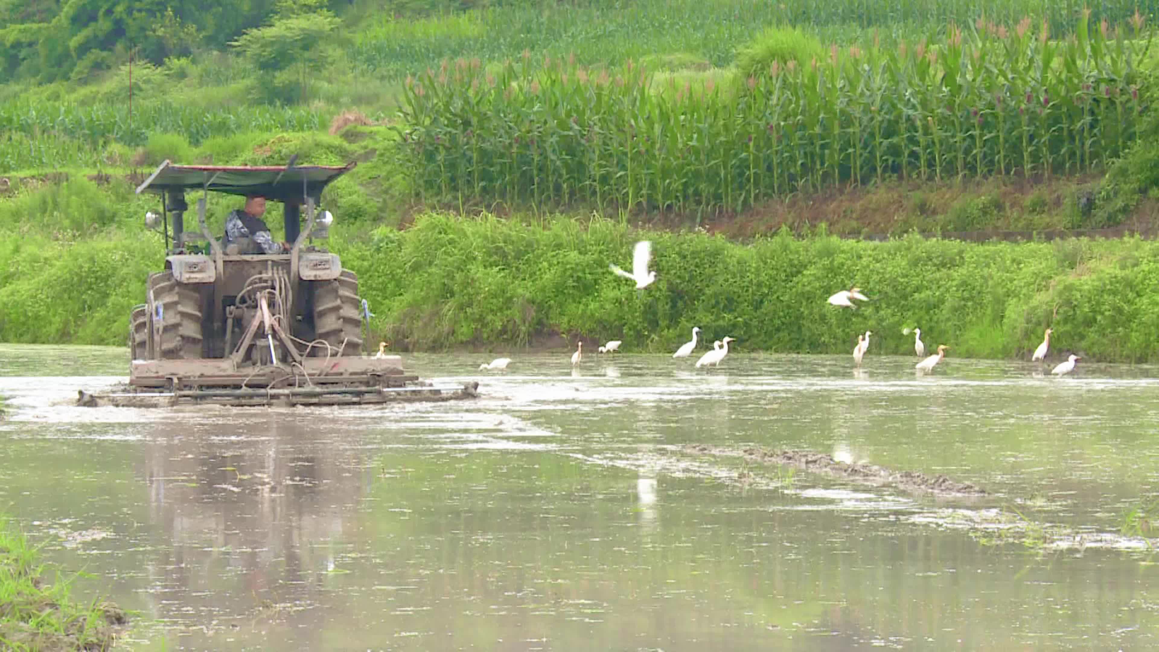 白鹭古村民俗文化景区图片