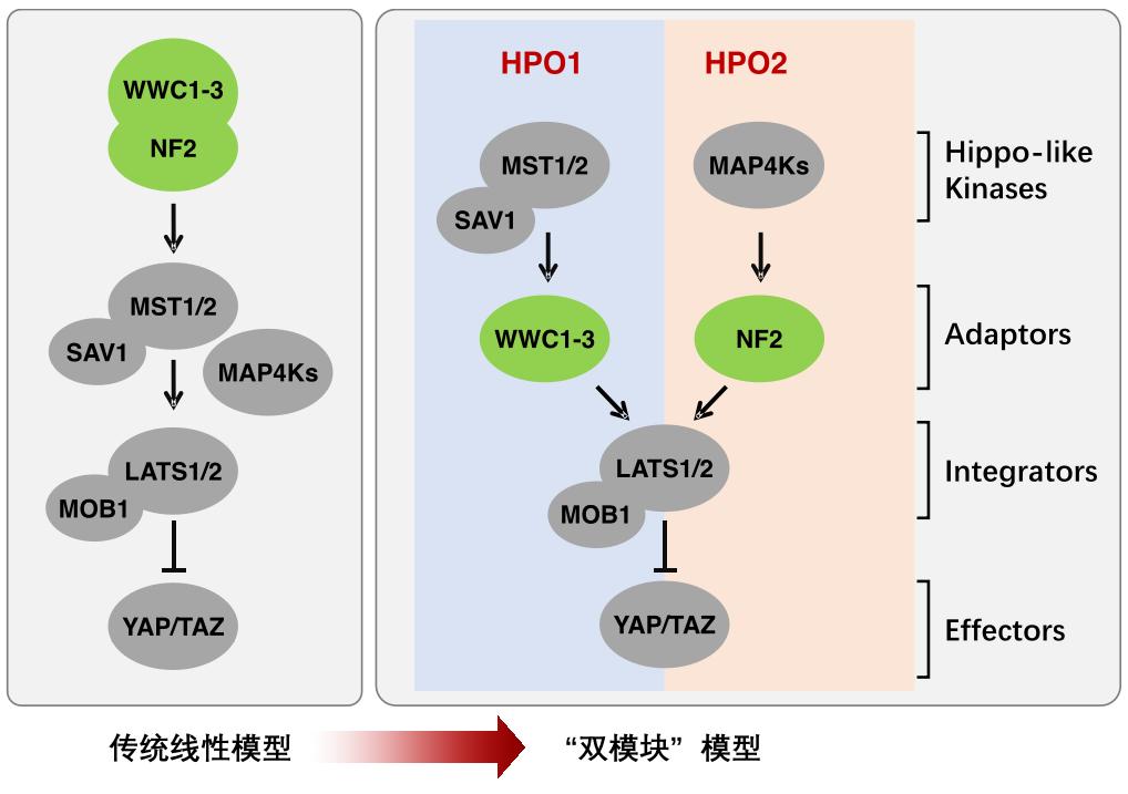 【學術前沿】embo j | 餘發星團隊提出hippo通路雙模塊(hpo1/2)信號轉