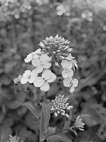 来华60年,甘蓝型油菜练成"半冬性"技能