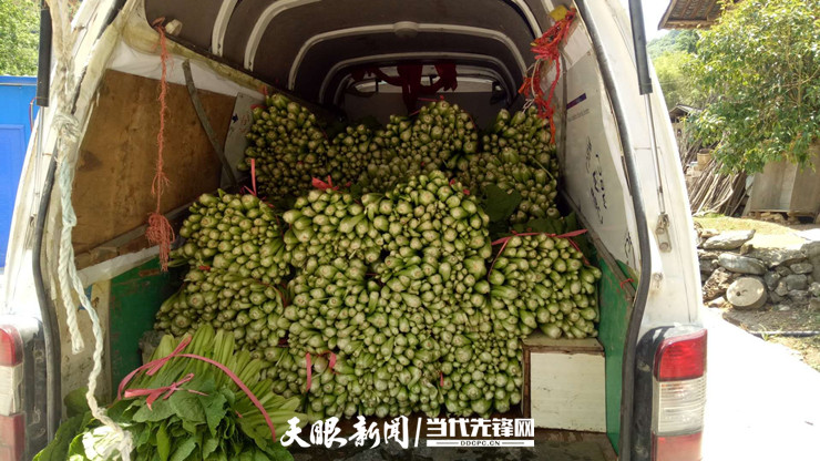 开阳县黄孔村:小白菜 "大产业"