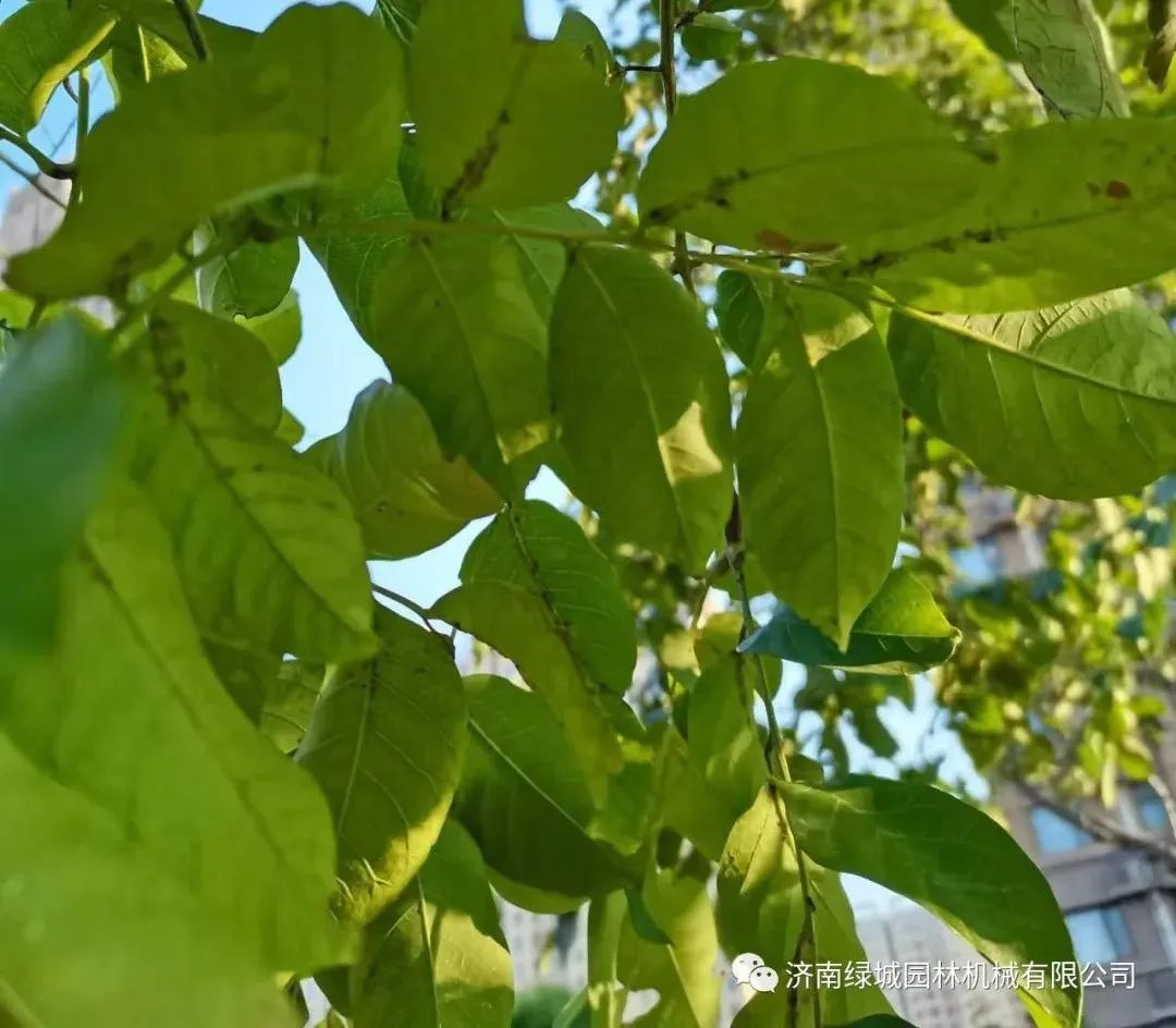 栾树病虫害防治—栾多态毛蚜的发生和防治措施