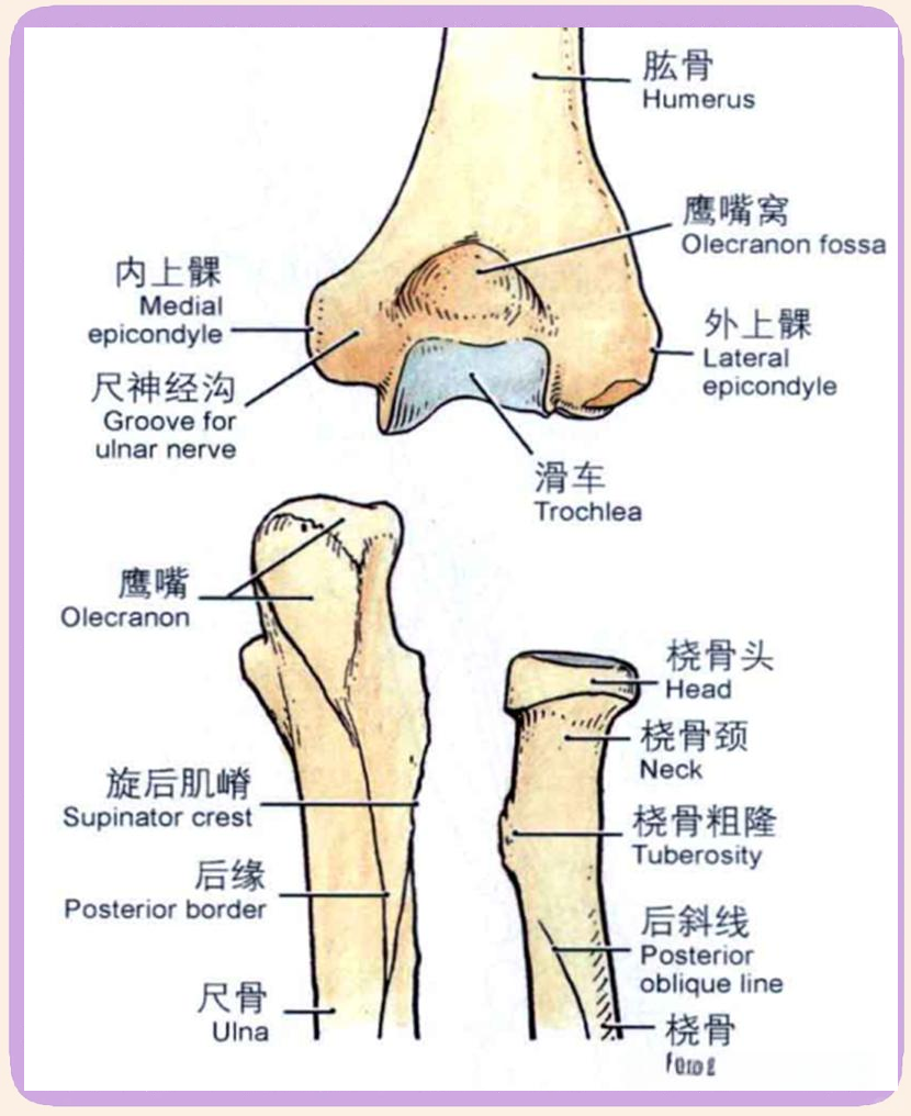 深入解析肘关节的精细解剖与mri图谱