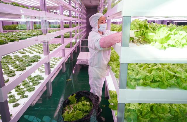 在位于溧水的深能南京植物工厂,工人在收获蔬菜(2020年11月4日摄.