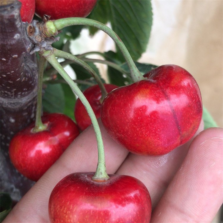 加拿大巨人樱桃树的粗纺锤形栽植技术
