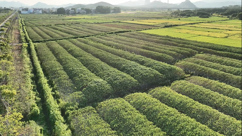 《百花爭豔耀鄉村》大型融媒體行動 走進新餘市分宜縣!