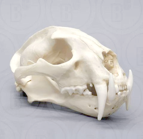 多种猫科动物头骨特征对比