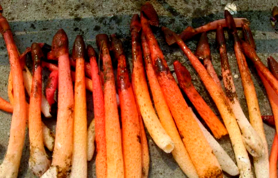 红鬼笔:从"蛇蛋"到珍贵药材的奇妙转变