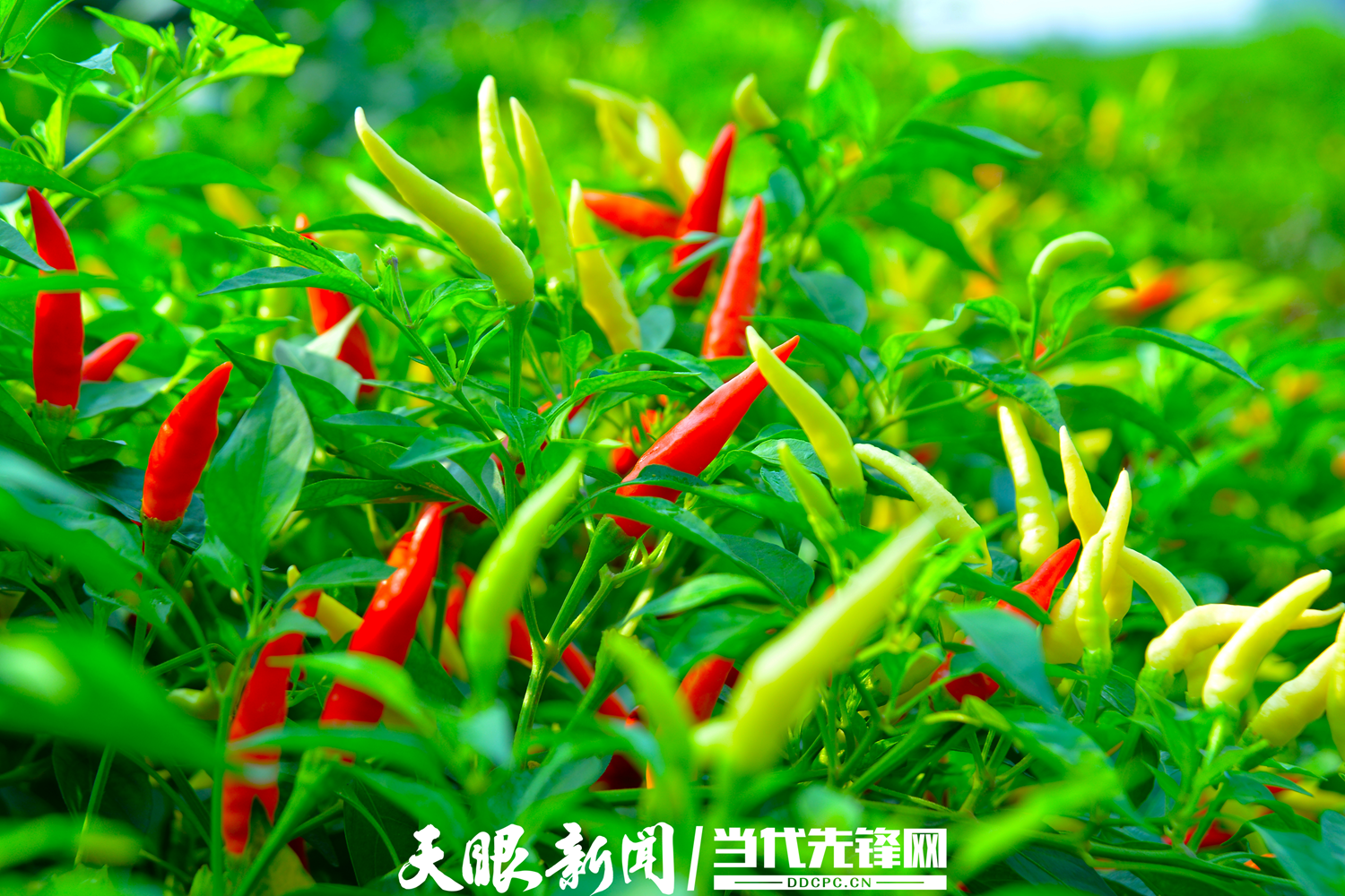 贵州辣椒种类图片大全图片