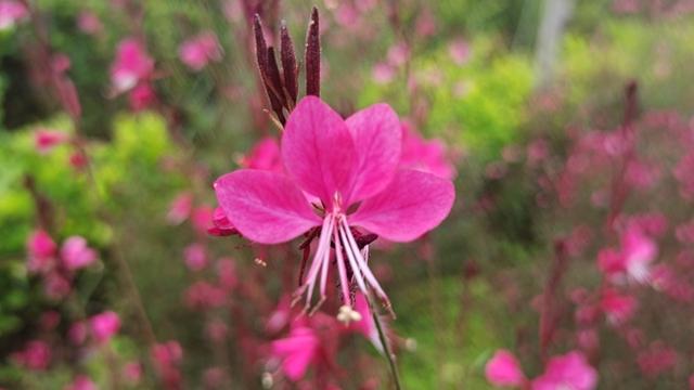 紫叶千鸟花开河滨公园