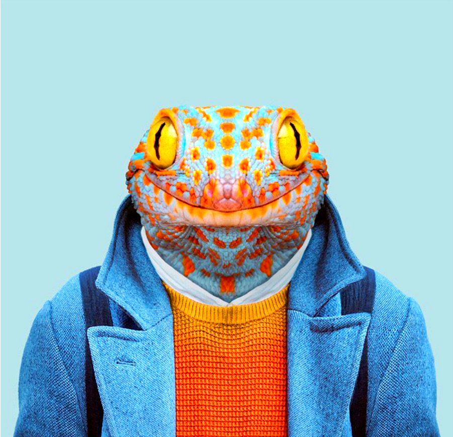 动物肖像走红,这些"衣冠禽兽"有哪些趣味瞬间