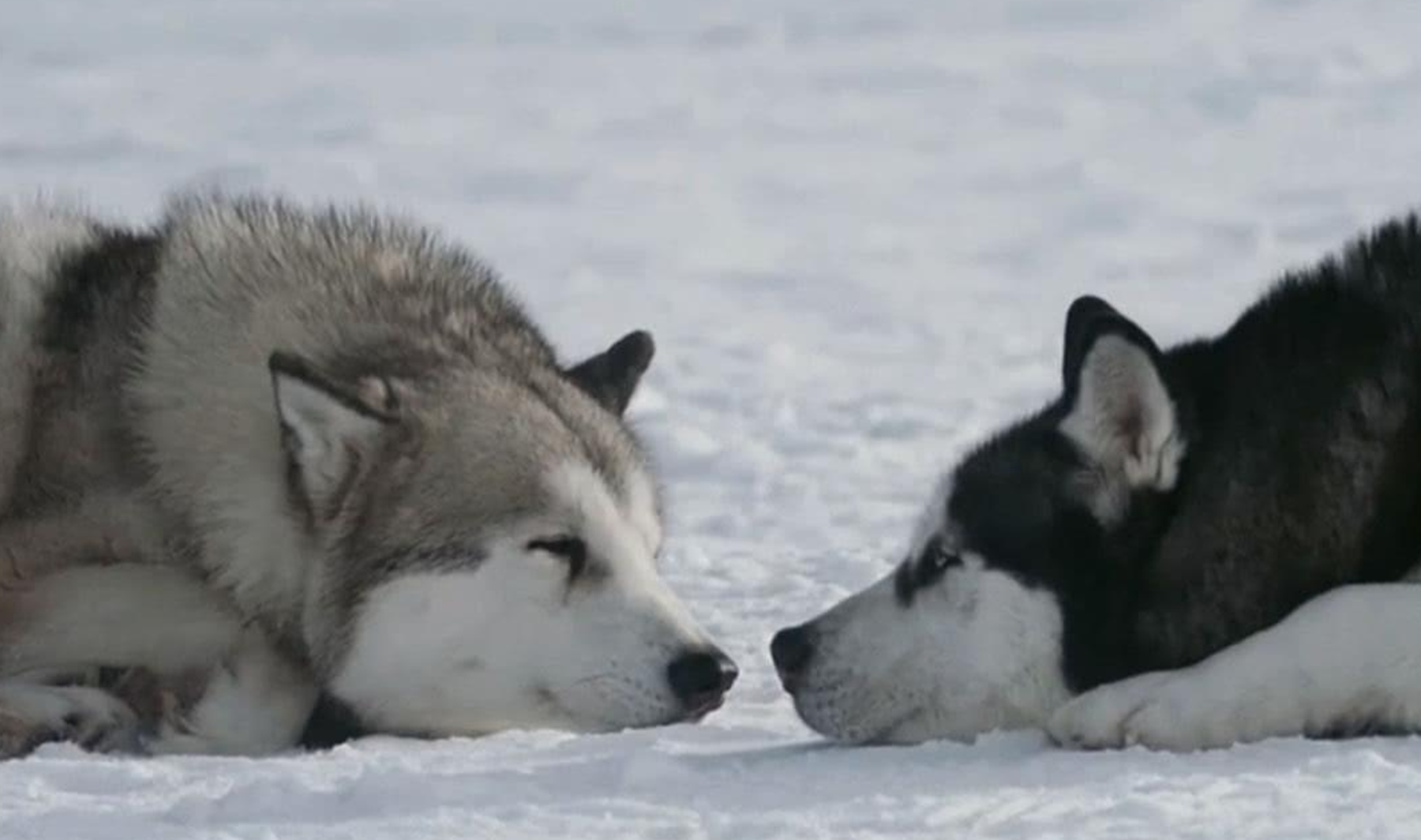 《南极大冒险》老杰克为什么不走?《南极大冒险》为什么感人?