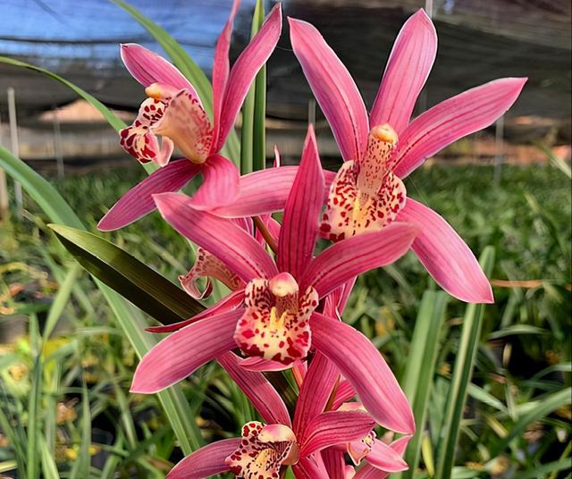 红贵妃被誉为"香花之王",开花后兰香浓郁,又美又仙