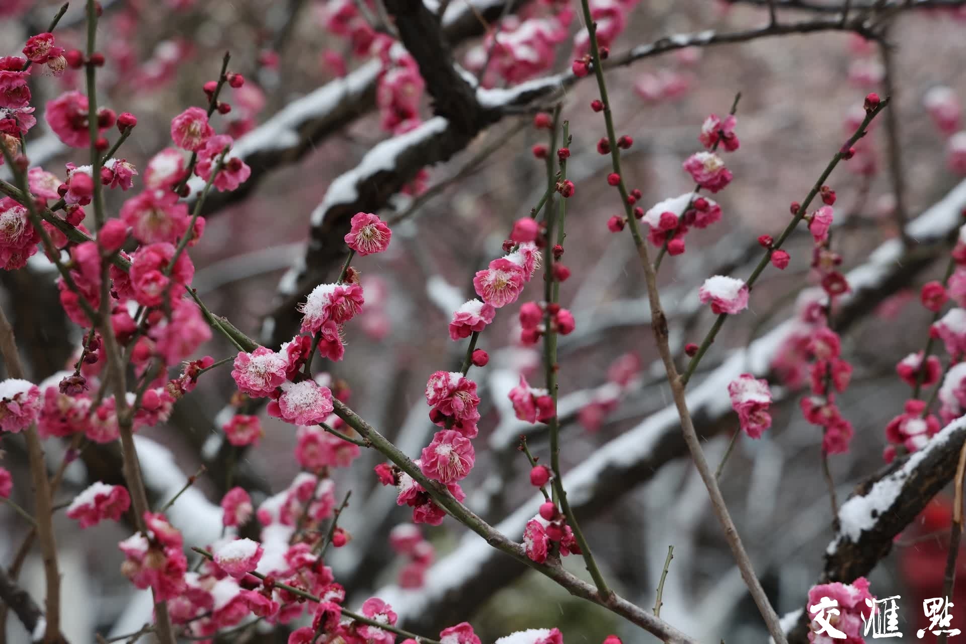 雪中梅花枝头俏