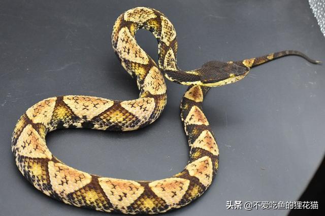 王锦蛇能轻松吞食五步蛇,是否也能从容面对眼镜蛇?