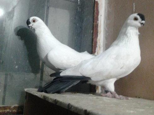 铁翅,俄罗斯国鸟,产自我国!