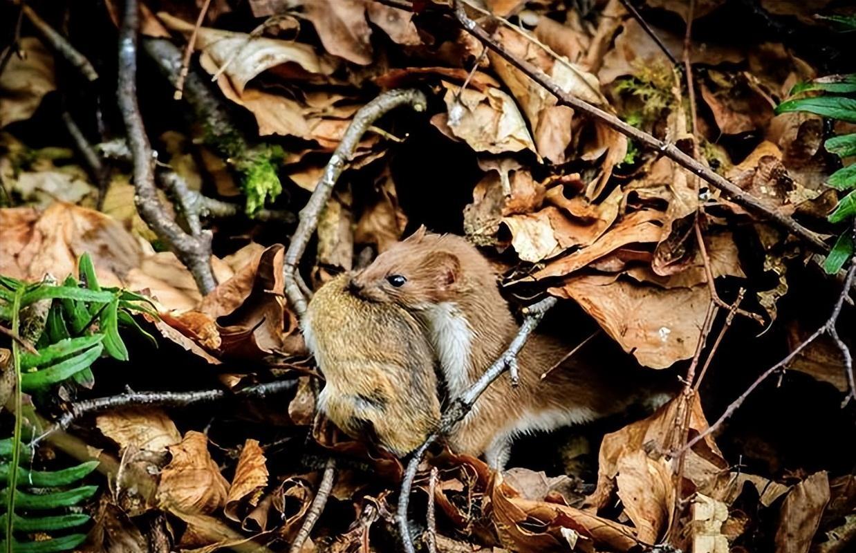 "食脑魔"现身新疆森林,身长不足20厘米,每年能吃掉3000只老鼠