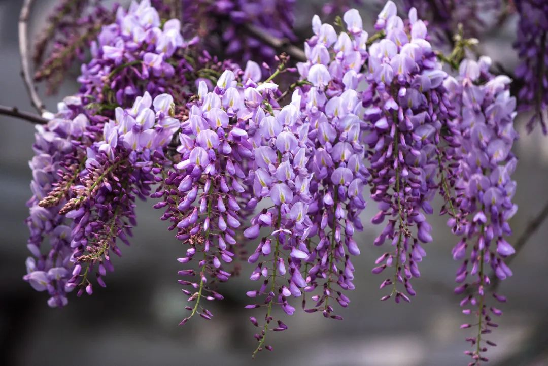 节气"植"说丨二十四节气物语·清明