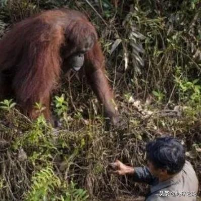 印泥大猩猩誤解正向伸手想救助落水中的森林看守員