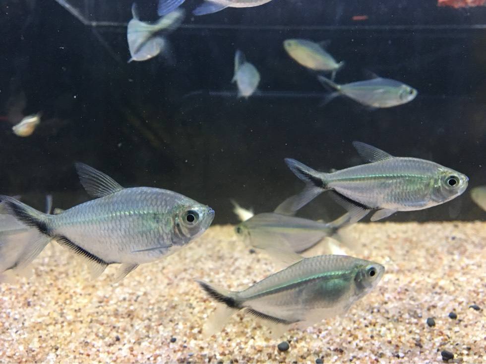 黑尾大勾鱼的寿命是多少年?