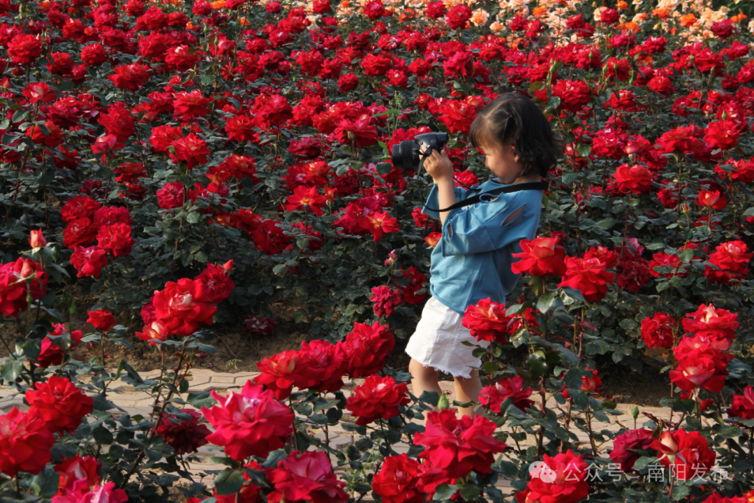 南阳邀您赏月季这份攻略请收好